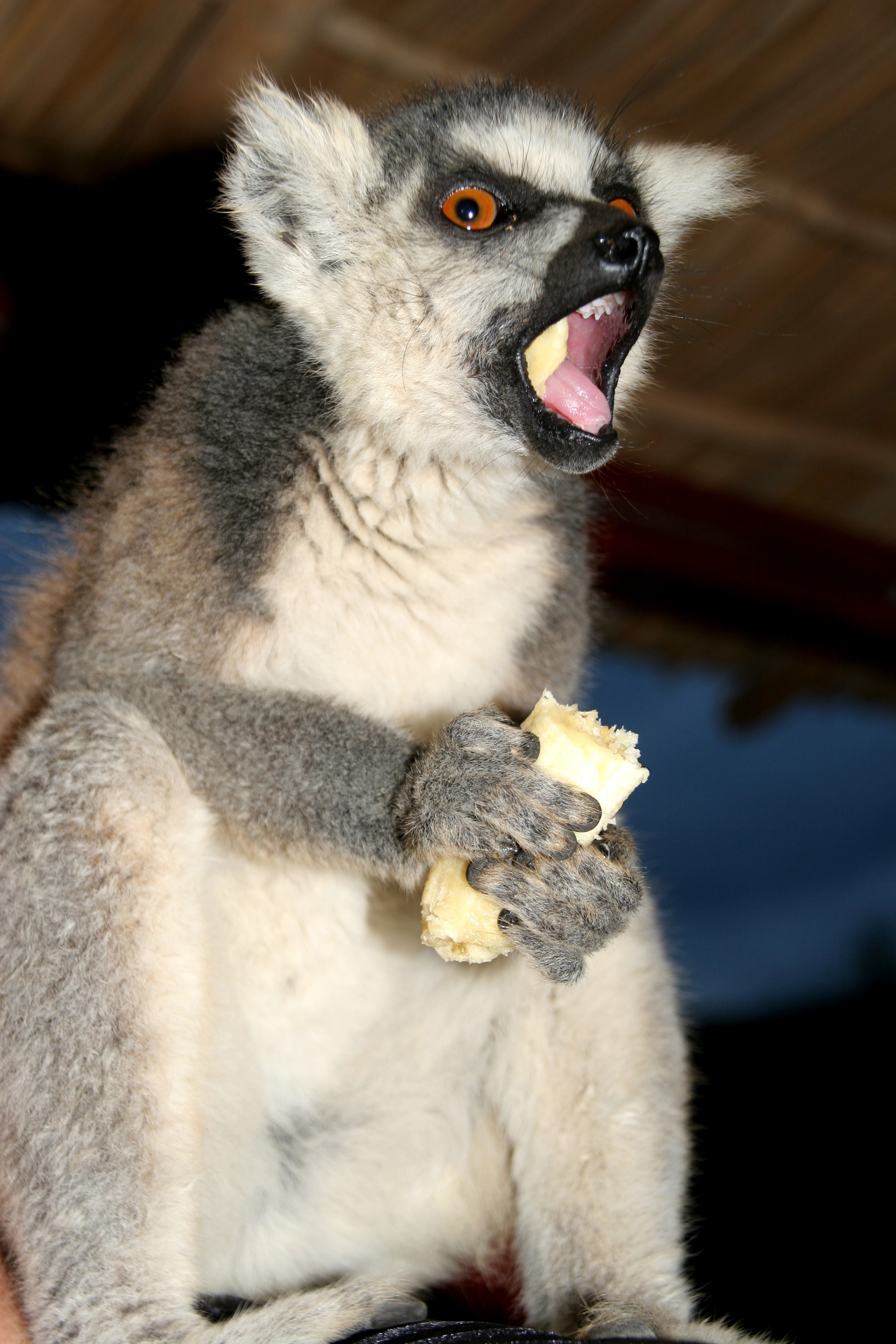 Lemurene har sans for humor:)